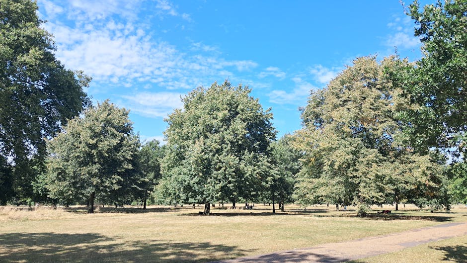 A wide view of a park in the Millfields Park area during daytime, showing a row of mature deciduous trees with green foliage, spaced evenly apart on a grassy area. The sky is partly cloudy with patches of blue visible, and several people can be seen in the distance, walking or relaxing under the trees. A paved pathway runs along the right side of the image, with shadows cast by the trees onto the grass. This setting provides an open, natural environment typical for outdoor activities, and could be part of a home relocation or moving process involving planning for traffic, parking, or loading requirements near the park. Man With a Van Clapton may occasionally use such imagery to illustrate transportation logistics or outdoor packing and furniture transport in relation to house removals in the area.